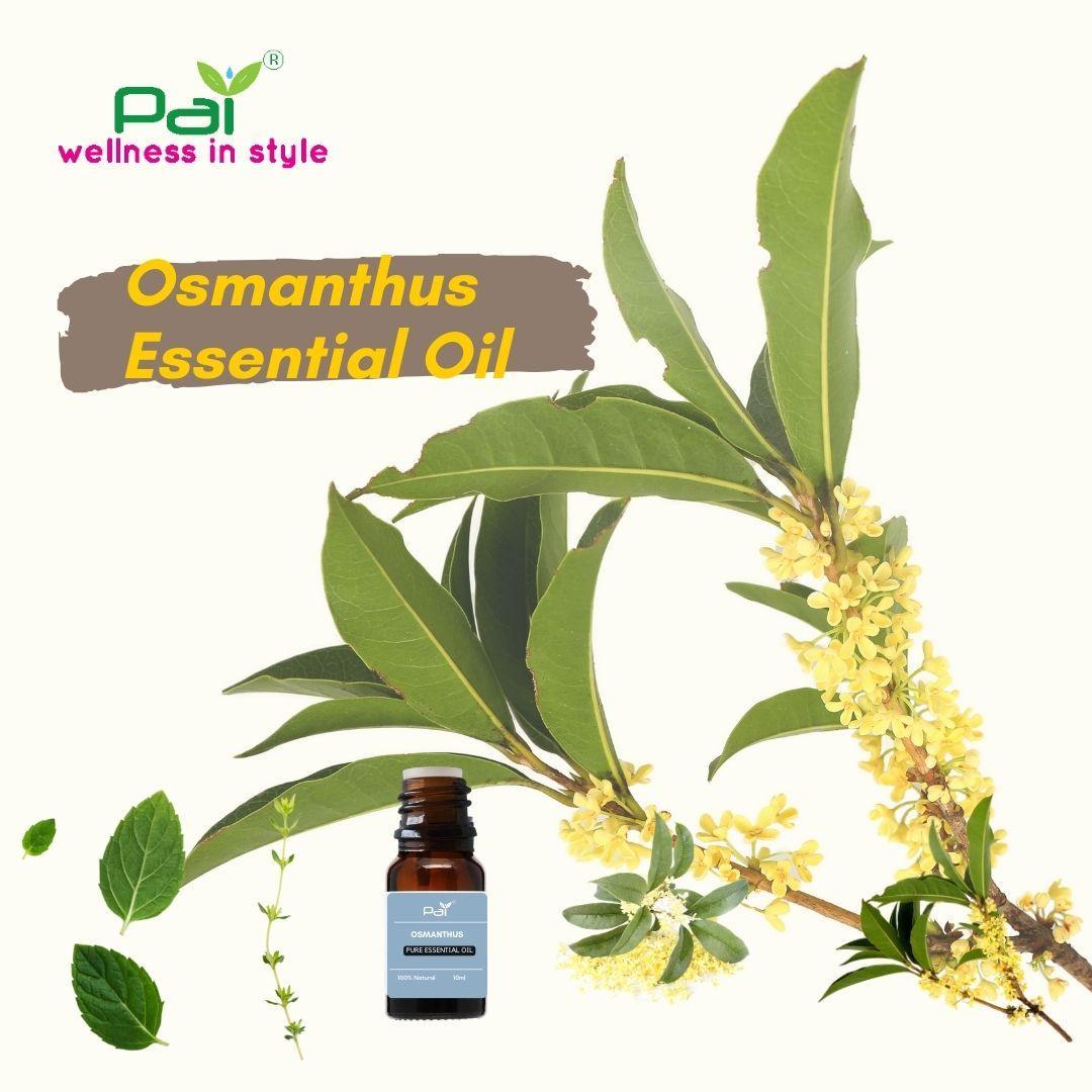 PAI 批发散装桂花精油